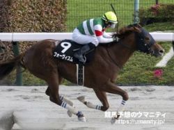 【コース＆馬場状態 傾向と対策】神奈川記念2023　ハイレベルなステップレースは?