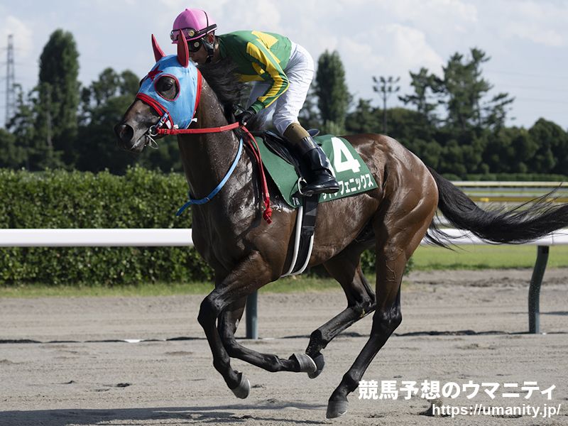 【不来方賞2024特集】動きに余裕が出てきたサトノフェニックス