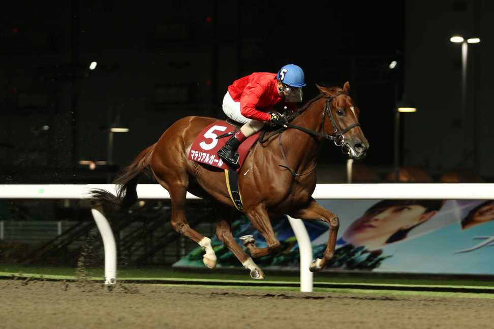 【川崎競馬取材班　必勝馬券コラム】ロジータ記念