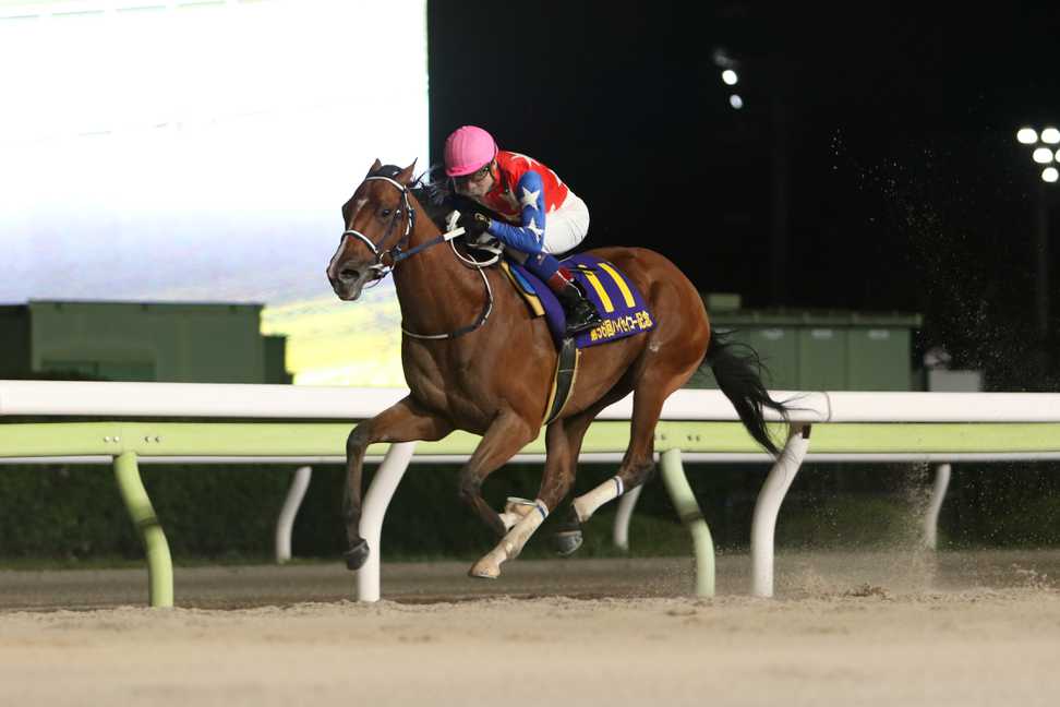 【ハイセイコー記念】ダテノショウグンが８馬身差Ｖで無傷５連勝！