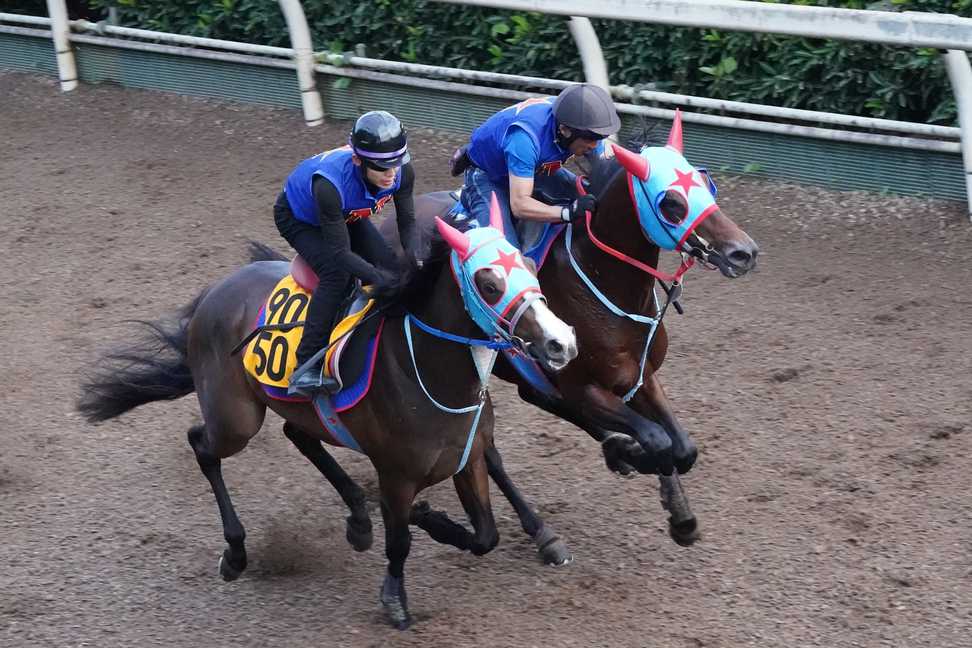 【マイルCS南部杯】内海裕介　中央本紙予想〝券参〟