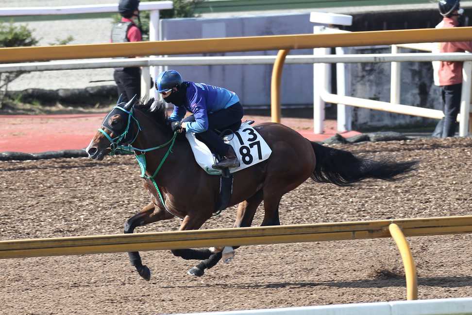 【川崎競馬取材班　必勝馬券コラム】川崎マイラーズ