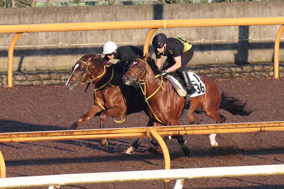 【帝王賞】１週前追い　メイショウハリオは栗東ＣＷコースでびっしりと　岡田師「このひと追いで良くなってくれれば」