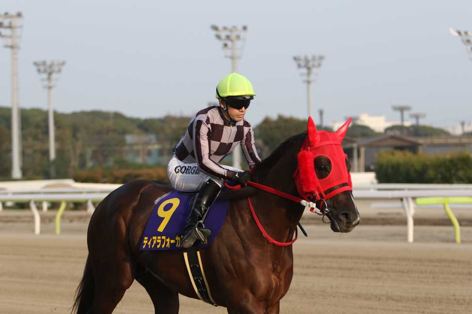 【川崎スパーキングスプリント】ティアラフォーカス輝き増す自慢の速力で重賞２勝目へ