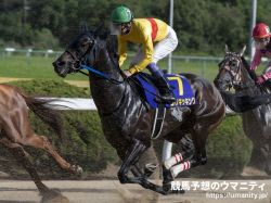 【血統予想】東京盃2021　Halo直系種牡馬を父または母の父に持つ馬が好走馬の大半を占める