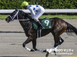 【シリウスＳ2024】逃げ馬の作る展開から推理　近走逃げた馬不在! 差しの決まる中京で結果はいかに?