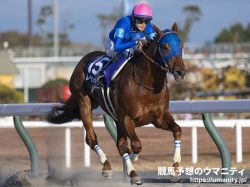 【盛岡・マイルチャンピオンシップ南部杯2024】血統アナリシス　勝ち馬の多くがMr. ProspectorとBuckpasserを基調とした血脈を保持