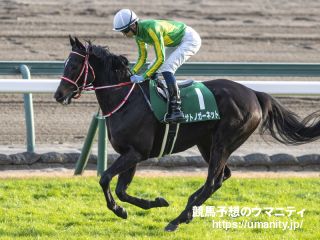 １０日栗東でサトノガーネットの半妹など１３頭の２歳馬がゲート合格