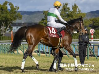 １８日栗東でウィリアムバローズの半弟など３２頭の２歳馬がゲート合格