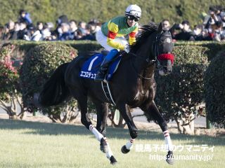 １９日栗東でピンクカメオの息子など３７頭の２歳馬がゲート合格