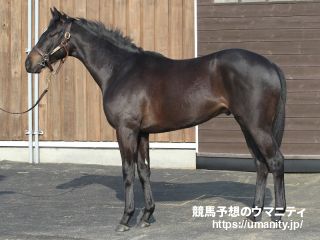 ２７日美浦でケイティラブの息子など３５頭の２歳馬がゲート合格