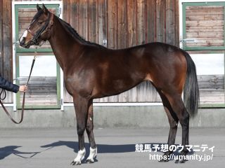 ９日栗東で１４頭の３歳馬がゲート合格