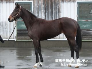 １日栗東で１０頭の２歳馬がゲート合格