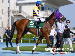 【フェアリーS　1週前追い切り】ニシノラヴァンダは1馬身先着　菅原明良騎手「まだ体は成長の余地がありますね」