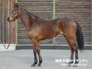 4日美浦でライトクオンタムの半妹など27頭の2歳馬がゲート合格