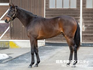 ２０日美浦で１６頭の２歳馬がゲート合格