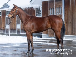 23日美浦で36頭の2歳馬がゲート合格