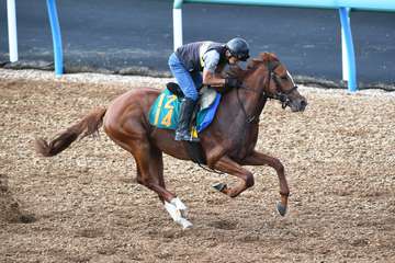 【今日の注目新馬】サイレントヴォイス好仕上がり　陣営は初戦Ｖを期待／新潟６Ｒ