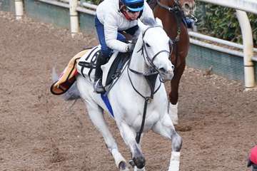 【東海Ｓ】７歳馬ハヤブサナンデクンが元気に坂路２馬身先着