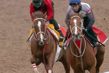 【阪急杯】ウインマーベル臨戦態勢　Ｗコースで５馬身差追走し馬なり併入