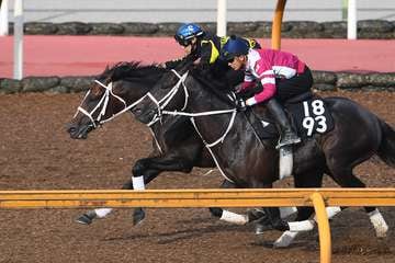 【プロキオンＳ】１週前追い　ハピは菱田裕二騎手を背にＣＷコースで３頭併せ「すごくいい動き」