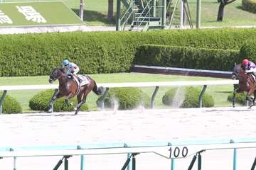 【２歳新馬・阪神４Ｒ】エストレヤデベレンがまくって豪快に突き放し圧勝