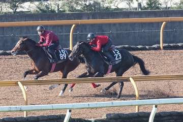 【今日の注目新馬】パワータイプのメイショウマツリ　伯父マトイはダートで５勝／阪神６Ｒ