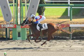 【２歳次走報】グラスシフォンは２４日のダート１勝クラスに向かう