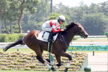 【２歳新馬・新潟５Ｒ】ダノンキラウェアが断然人気に応え快勝！全兄は昨年のＮＨＫマイルＣ覇者ダノンスコーピオン