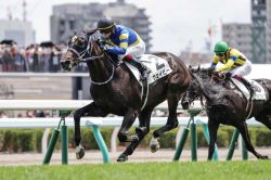 【ROBOTIPの勝率予測】札幌2歳S2022　キャリア1戦馬が7頭の難解レース！曹操はコスモス賞組を上位評価に