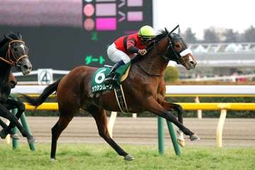 共同通信杯勝ち馬オウケンムーンが地方競馬へ移籍