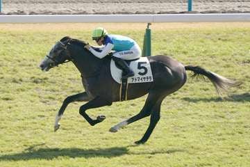 【２歳新馬・京都５Ｒ】川田将雅騎手を背にアドマイヤテラが初陣Ｖ 