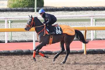 【今日の注目新馬】タガノフルチャンスは「時計以上にいい動き」と平田師／京都３Ｒ