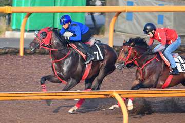 【セントライト記念】1週前追い　エコロヴァルツは岩田康誠騎手を背にパワフルに伸びラスト11秒2