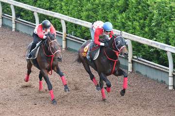 【オークス】ラヴァンダさらに状態アップ　坂路で併せ馬２馬身先着