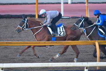 【みやこＳ】４戦無敗の超新星セラフィックコール　鋭い加速で手綱を抑えたまま半馬身先着