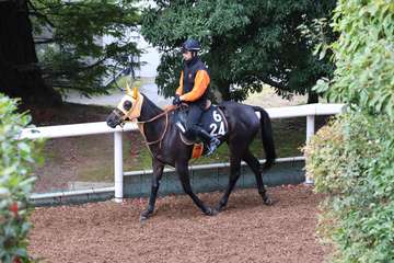 【今日の注目新馬】メンバー的に勝機あるセントオブシン　高野師「芝でいい面が出ることを期待」／阪神５Ｒ