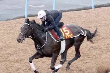 【阪神JF】1週前追い　テリオスララはM・デムーロ騎手を背に11秒7で併入　田島師「体に芯が入ってしっかりとしてきた」