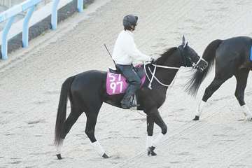 【今週の注目新馬】クイーンハピ、兄2頭はダートでOP在籍も大久保師「芝が良さそう」／日曜京都5R