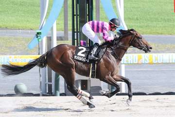 【瀬戸S】サンマルパトロールが人気に応え快勝　今後はシリウスSを視野