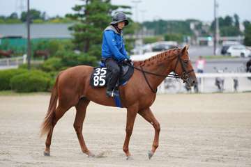 【今日の注目新馬】ホウオウアンジュ乗り込み順調　兄にダート7勝のヘリオス／新潟5R