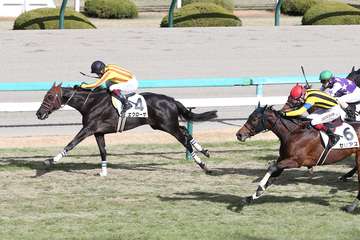 【２歳新馬・阪神６Ｒ】単勝１４番人気、エイシンフラッシュ産駒エクローサが内から抜け出す 