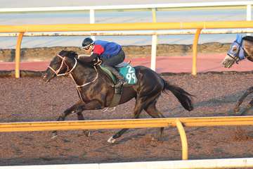 【新潟２歳Ｓ】１週前追い　ケイテンアイジンは併せ馬で３馬身先着　谷師「しまいを伸ばす感じでやって反応は良かった」