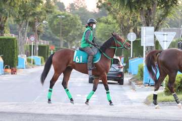 【今週の注目新馬】ダノンフェルゼンは近親に大阪杯勝ち馬ポタジェがいる血統