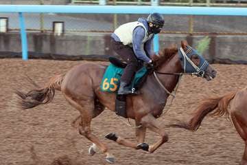 【新潟２歳Ｓ】１週前追い　コートアリシアンは計時エラーも半馬身先着　伊藤大師「抜け出すまでが本当に速い」